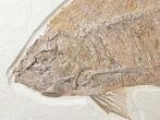 Detailed, Phareodus Fish Fossil - Wyoming #12657-1
